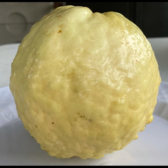 rosaliesaga